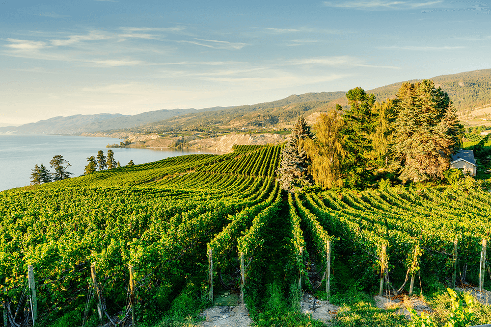 Okanagan vineyard and winery landscape